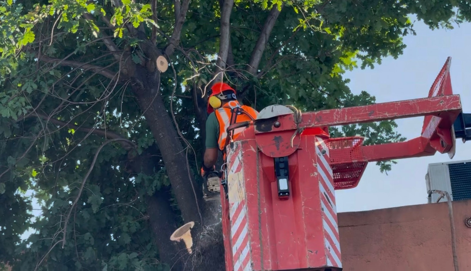Raleo de árboles por desfile de carnaval